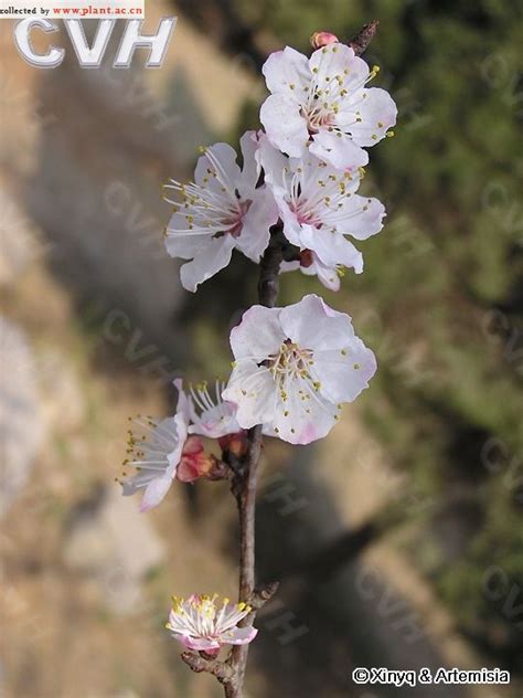 杏子是什麼|杏（蔷薇科李属一种植物）